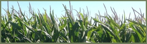 green-corn-field